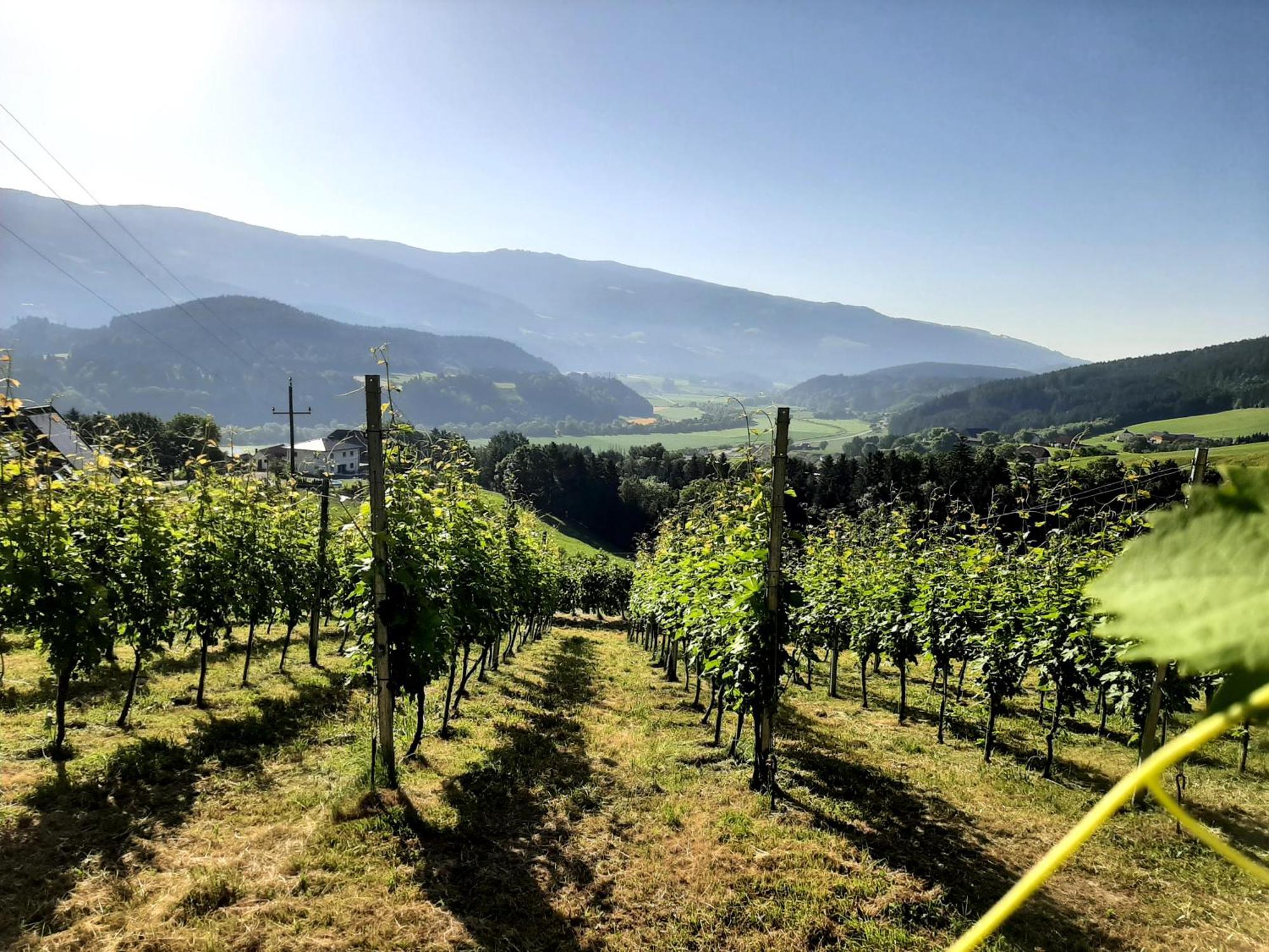 Auszeit Am Weinhof Apartment Loschental Bagian luar foto